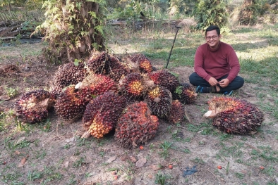 Sulitnya Petani Bermitra dengan Perusahaan Sawit di Sumbar