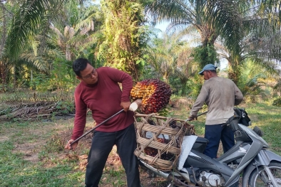 Kejar Riau, Harga Sawit di Sumbar Berlari Kencang