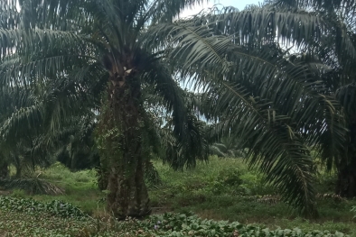 Perkebunan Tak Luas, Investor 