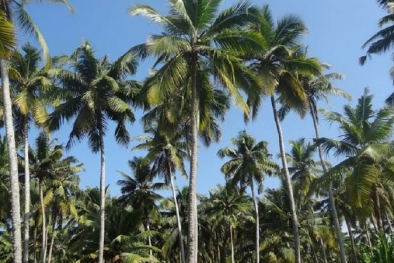 Perkebunan Kelapa di Inhil Bakal Jadi Eco Eduwisata