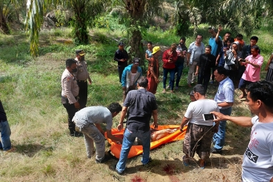 Pria di Siak Tewas Dipijak Gajah Liar