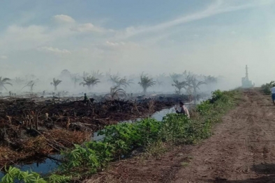 WALHI Desak Kementerian Pertanian Cabut IUP PT WSSI