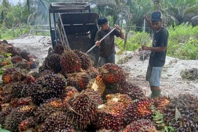 Di Tengah Heboh DMO, Harga TBS Kalbar Justru Melejit