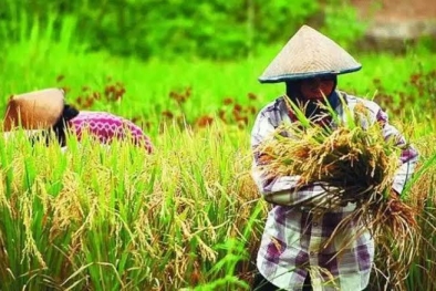 Nilai Tukar Petani Riau Merosot Gegara Sembako Mahal