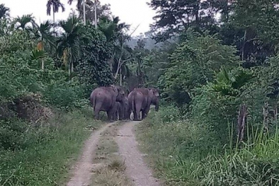 Kawanan Gajah Liar Masuk Kebun, 200 Pohon Sawit Rusak