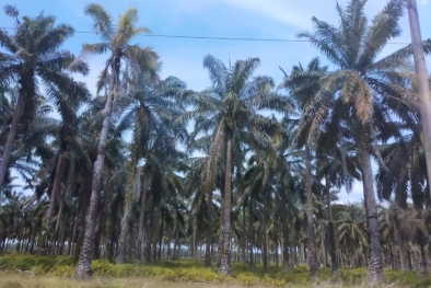 4 Juta Hektar Lahan di Papua Siap untuk Jadi Kebun Sawit