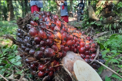 Petani Sebut Harga Sawit Sempat Anjlok, Hari Ini Rp3.380 per Kilogram