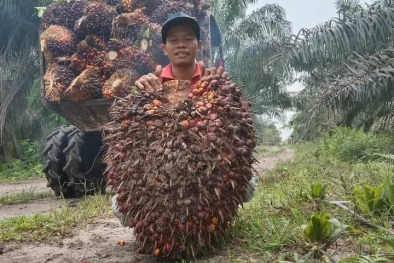 Harga TBS Kalteng Naik Signifikan