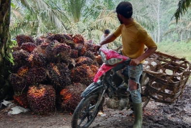 8.000 Hektar Kelapa Sawit di Keerom Papua Jadi Mubazir