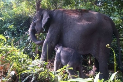 Masuk Permukiman Warga, Dua Gajah Liar Dievakuasi ke CRU Pesangan