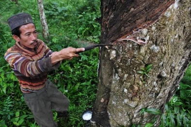 Pekan Ini, Harga Karet di Riau Masih Stabil