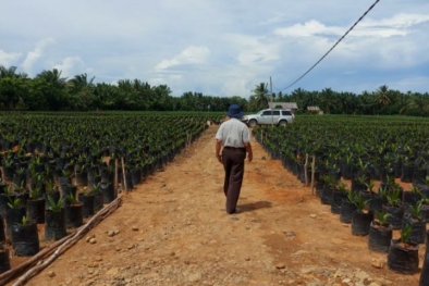 Efek Harga, Ribuan Hektare Kebun Karet Berubah Jadi Sawit