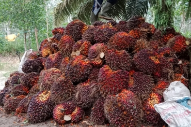 Pecah Rekor! Harga Sawit di Sumbar Tembus Rp3.726