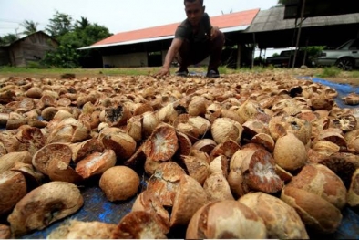 Peninglah! Harga Pinang Turun Rp531 per Kilogram