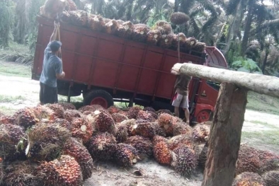 Bikin Lega, Akhirnya Harga Resmi TBS Sumut Naik