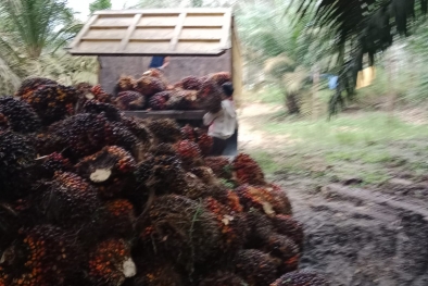 Petani Manokwari Terpaksa Terlantarkan Kebun Kelapa Sawitnya