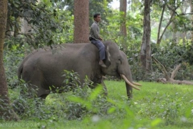 Tiga Gajah Jinak Halau Kawanan Gajah Liar Rusak Rumah Warga