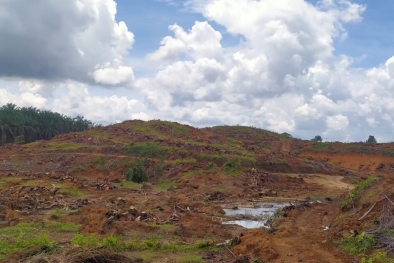 Petani Sawit Belum Sepaham Soal PSR