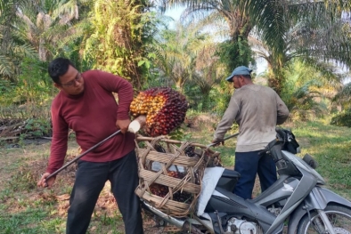 Petani Teluk Bintuni Merasa Dipermainkan Perusahaan