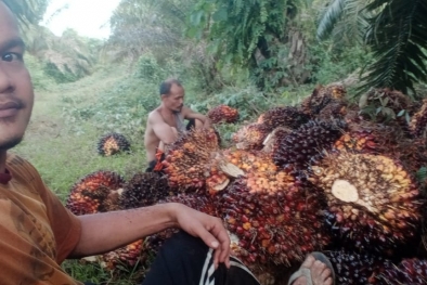 Simak Harga TBS Terkini di Beberapa PKS di Aceh