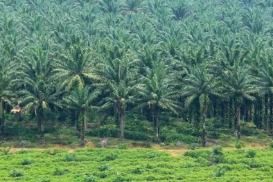 Perusahaan Tak Beri Plasma ke Petani, Elviriadi: Disbun Lemah