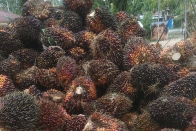 Rekor lagi, Harga Sawit di Sumbar Rp3.763 Per Kilogram