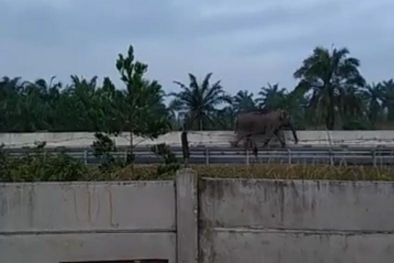 Makjang! Gajah Liar Masuk Jalan Tol Permai