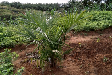 Berharap Pada Kacang Setelah Sawitnya Ditebang