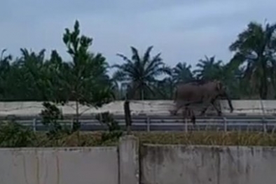 Perekam Gajah Lintasi Tol Permai Bantah Underpass Tergenang Air