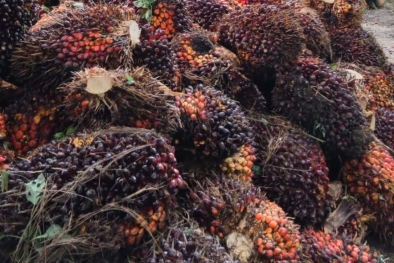 Disbun Riau Sebut Rendemen Sawit Petani Swadaya Memuaskan