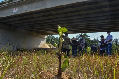 Cegah Gajah Masuk Tol, BBKSDA Riau Tanam 600 Pisang dan Jeruk