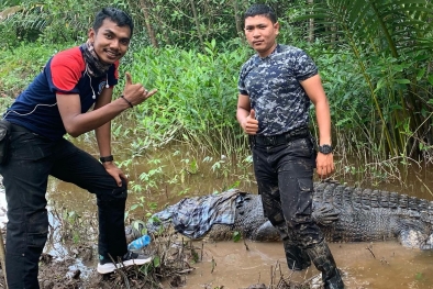 Usai Ditangkap, Buaya Bobot 700 Kg di Inhil akan Dilepaskan Lagi