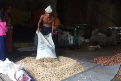 Harga Pinang Kering Mulai Redup di Riau, Segini per Kilonya...