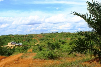 Perusahaan ini Diduga Tampung Buah Sawit dari Hutan Lindung