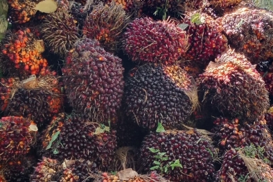 Mewah! Harga Sawit di Riau Naik Lagi