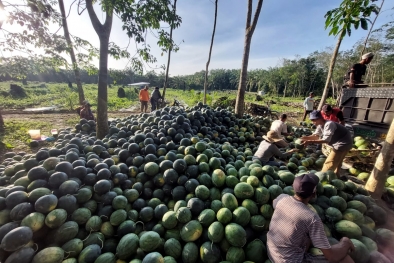 Panen Semangka di Lahan Sawit yang Di-replanting, Hasilnya Bikin Ngiler