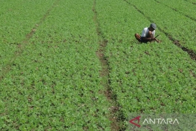 Kementan Target Produksi 1 Juta Ton Kedelai Cukupi Kebutuhan Nasional