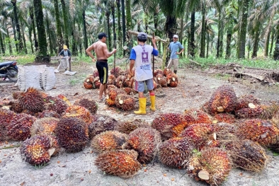 Harga TBS Petani Swadaya Makin Moncer