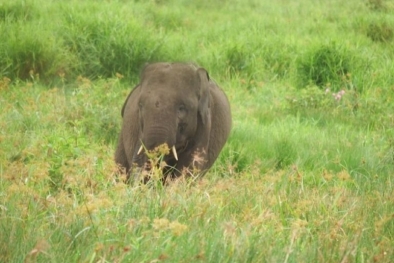 Kabar Gembira, Populasi Gajah di SM Padang Sugihan Bertambah