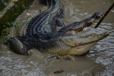 Buaya Inhil Stres Usai Ditangkap, Dibawa ke Kebun Binatang untuk Dirawat