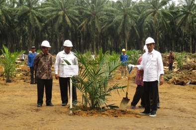 Strategi Kementan dalam Percepatan Peremajaan Sawit Rakyat