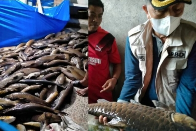 Tiga Ton Ikan Larangan Lubuk Landur Pasaman Barat Mati