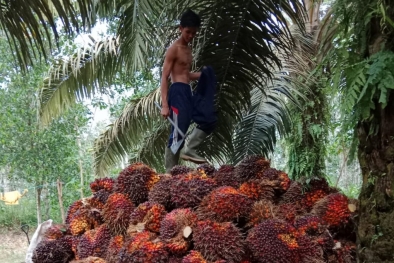 BPDPKS Latih Petani untuk Perkebunan Kelapa Sawit