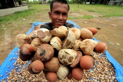 Harga Pinang, Kelapa dan Kopra di Riau Naik, Tapi Sagu Turun