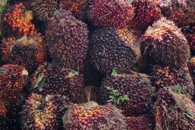 Kejar Riau, Harga Sawit di Jambi Capai Rp3.909,97 per Kilogram