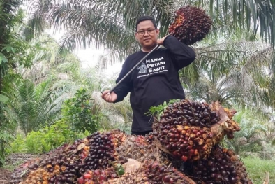 Dahsyat! Harga Sawit di Sumbar Rp4.076 per Kilogram