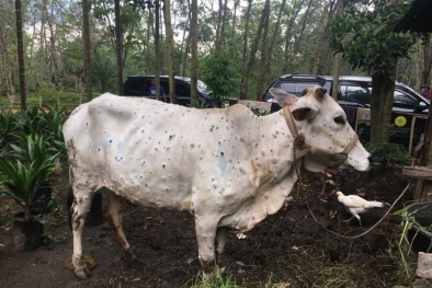 Sapi di Riau Terjangkit 