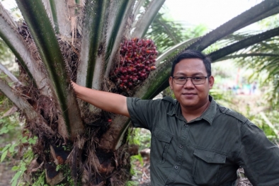 Petani Terancam Kaya, Harga Sawit Riau Naik Lagi