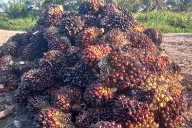 Kebijakan KLHK Rugikan Petani Transmigrasi Jambi