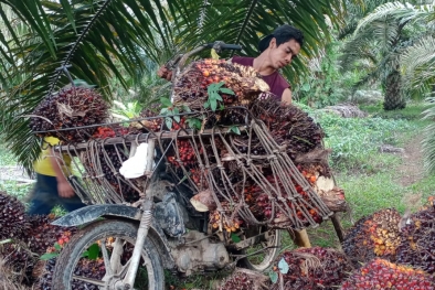 Masih Ada yang Beli TBS Rp 2.700/Kg di Riau